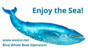 BlueWhaleBoatOperators Logo