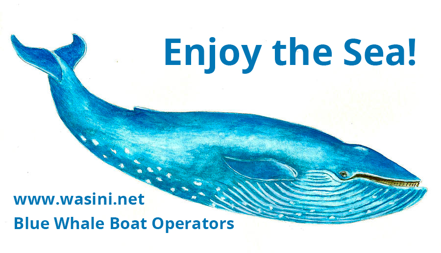 bluewhaleboatoperators logo