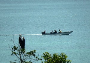 Sea Eagle with boat off Wasini Island