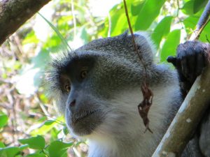 Blue Monkey on Wasini