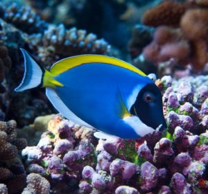 Coral Fish in Wasini's Marine Conservation Area